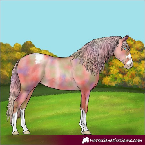 Horse Color:Gray Nacre Gold Cream Champagne Pearl Dun Appaloosa