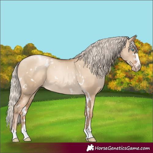 Horse Color:Gray White Spotted Gold Cream Champagne Pearl Dun Appaloosa