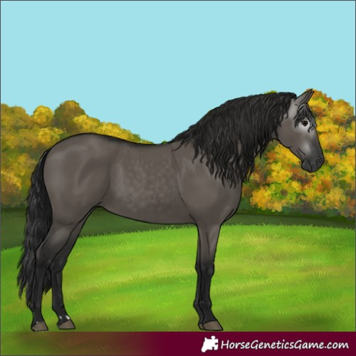 Horse Color:Gray Grullo 