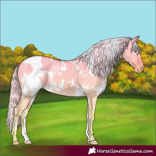 Horse Color:White Spotted Cremello Dun Appaloosa