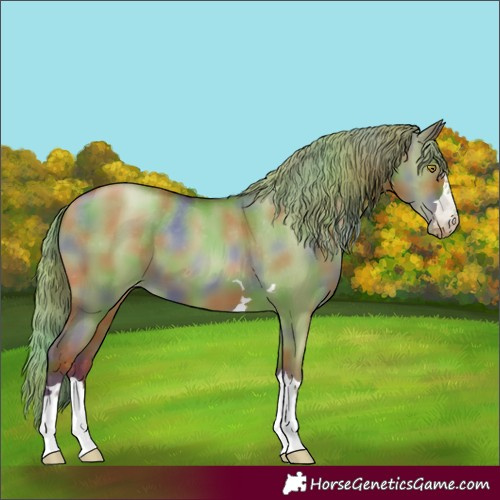 Horse Color:Gray Nacre Red Dun Pearl Appaloosa