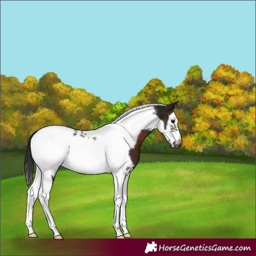 Horse Color:Gray Brown Sabino Splash Tobiano Frame