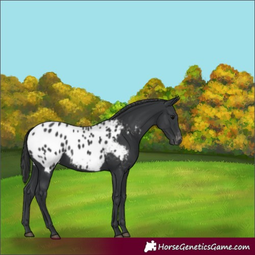 Horse Color:Black Appaloosa