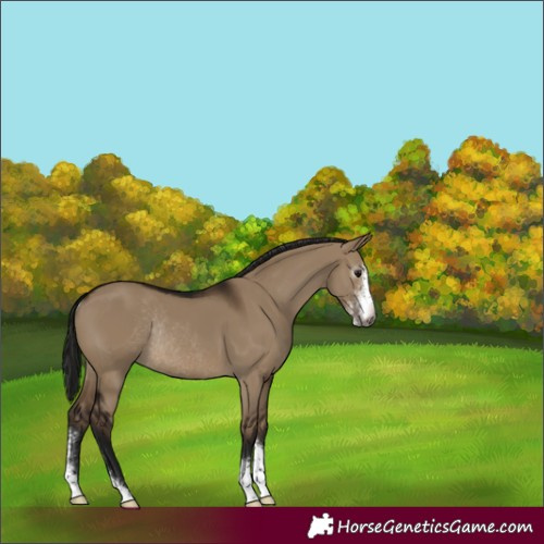 Horse Color:Gray Brown Dun Sabino Appaloosa Rabicano