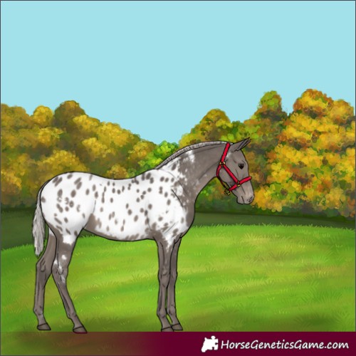 Horse Color:White Spotted Silver Black Appaloosa Rabicano