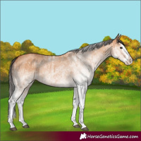 Horse Color:White Spotted Bay Dun Splash and White Spotted Bay Dun Splash Rabicano