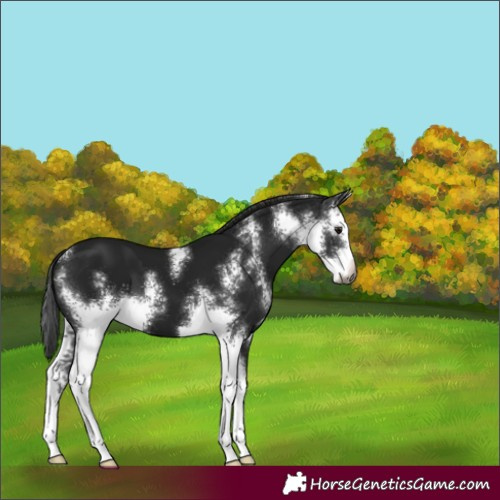 Horse Color:Gray Black Sabino 