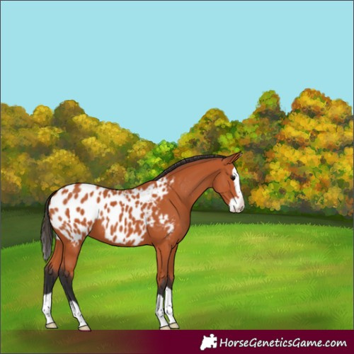 Horse Color:Bay Splash Appaloosa 