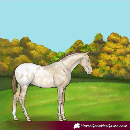 Horse Color:Buckskin Pearl Dun Sabino Appaloosa Rabicano