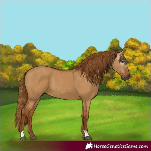 Horse Color:Gray Red Dun 