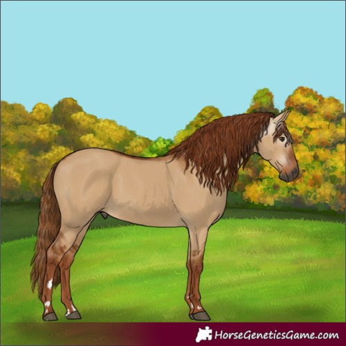 Horse Color:Gray Red Dun