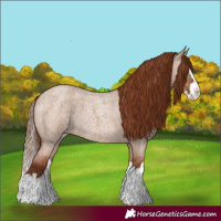 Horse Color:Red Dun Roan Splash