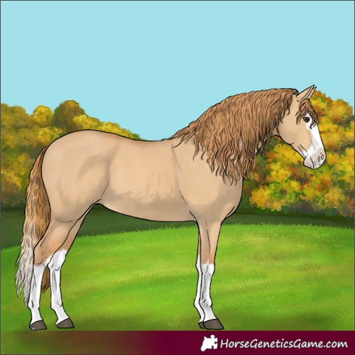 Horse Color:Red Dun Splash 