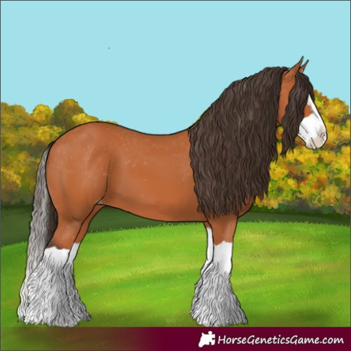 Horse Color:Bay Splash Appaloosa 