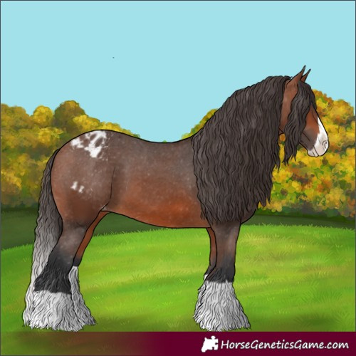 Horse Color:Bay Splash Appaloosa 