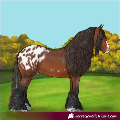 Horse Color:Bay Splash Appaloosa