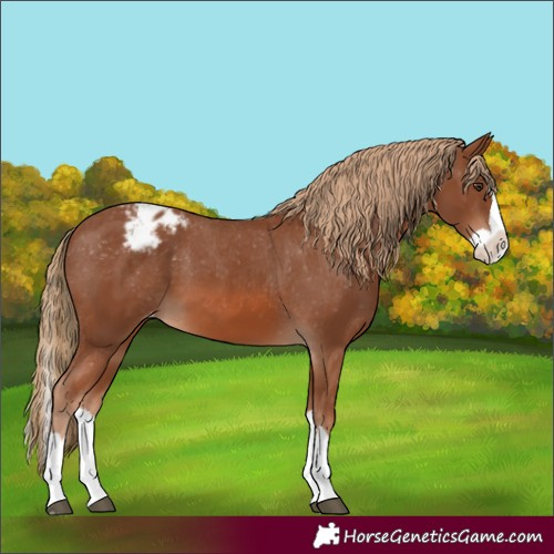 Horse Color:Chestnut Splash Appaloosa 