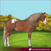 Horse Color:Chestnut Splash Appaloosa