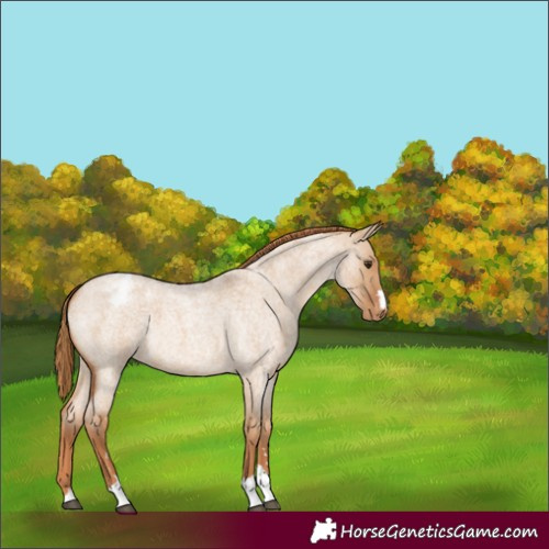Horse Color:Red Dun Roan Appaloosa
