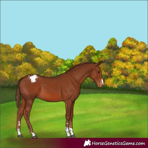 Horse Color:Chestnut Appaloosa