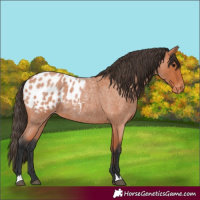 Horse Color:Bay Roan Blanket 