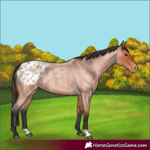Horse Color:Bay Roan Appaloosa