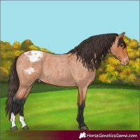 Horse Color:Bay Roan Appaloosa 