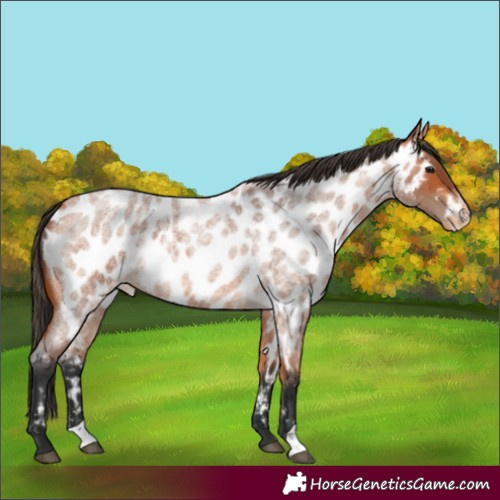 Horse Color:Bay Roan Appaloosa