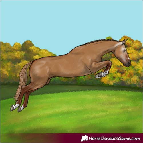 Horse Color:Gray Red Dun 