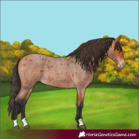 Horse Color:Bay Roan Varnish 