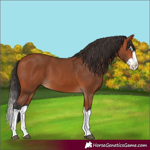 Horse Color:Bay Splash