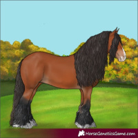Horse Color:Bay Splash 