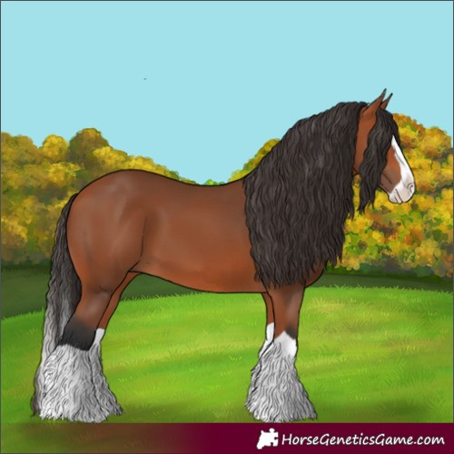 Horse Color:Bay Splash 