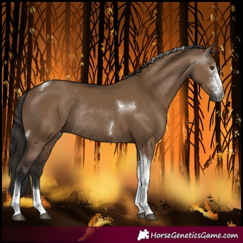 Horse Color:Gray Liver Red Dun Sabino Tobiano Rabicano