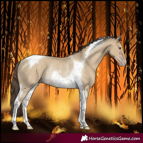 Horse Color:Classic Cream Champagne Dun Tobiano Rabicano 