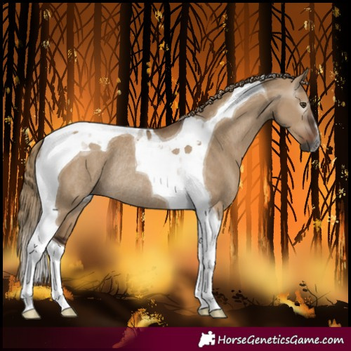 Horse Color:Gray Liver Red Dun Tobiano Rabicano 