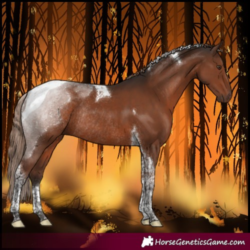 Horse Color:Liver Chestnut Tobiano Rabicano 