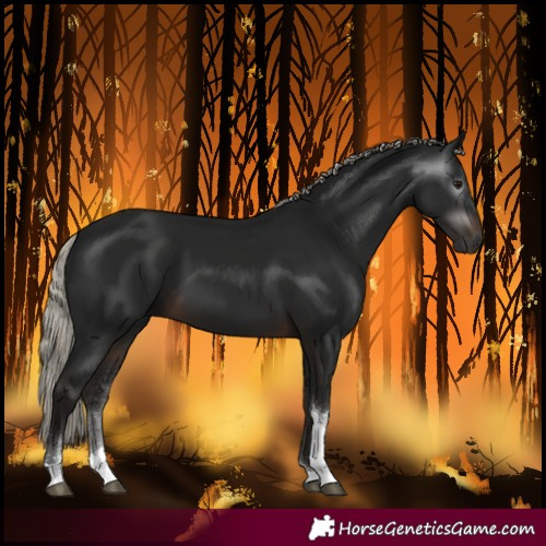 Horse Color:Gray Silver Brown Tobiano Rabicano