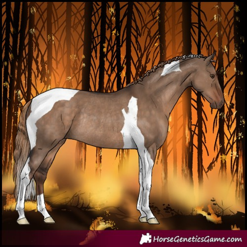 Horse Color:Liver Red Dun Tobiano Rabicano 