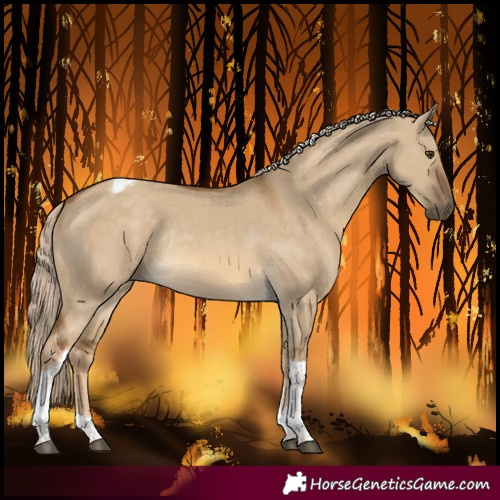 Horse Color:Chocolate Palomino Dun Tobiano Rabicano 