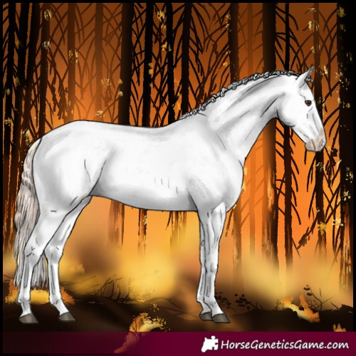 Horse Color:Chocolate Palomino Dun Sabino 