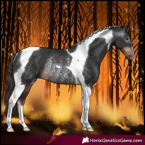 Horse Color:Gray Liver Chestnut Tobiano Rabicano