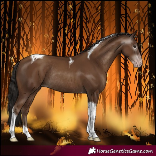Horse Color:Gray Classic Champagne Tobiano Rabicano 