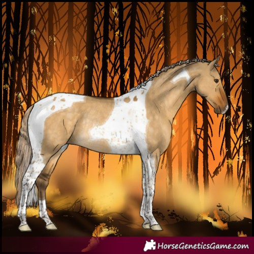 Horse Color:Chocolate Palomino Dun Tobiano Rabicano 