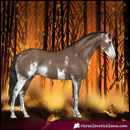Horse Color:Liver Red Dun Sabino Rabicano