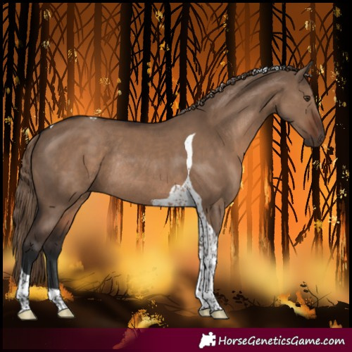 Horse Color:Liver Red Dun Tobiano Rabicano 