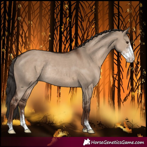 Horse Color:Liver Red Dun Sabino Rabicano