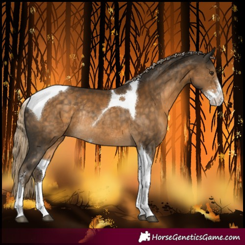 Horse Color:Chocolate Palomino Sabino Tobiano Rabicano