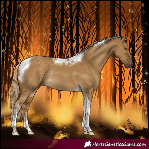 Horse Color:Chocolate Palomino Dun Tobiano Rabicano