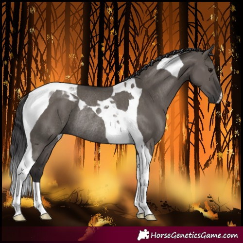Horse Color:Smoky Grullo Tobiano Rabicano